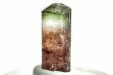 Bicolor Elbaite Tourmaline Crystal - Aricanga Mine, Brazil #206869-1